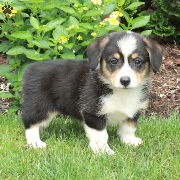 Ava, Pembroke Welsh Corgi Puppy