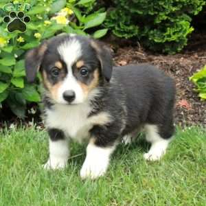 Ava, Pembroke Welsh Corgi Puppy