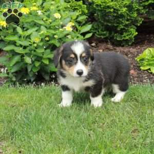 Ava, Pembroke Welsh Corgi Puppy