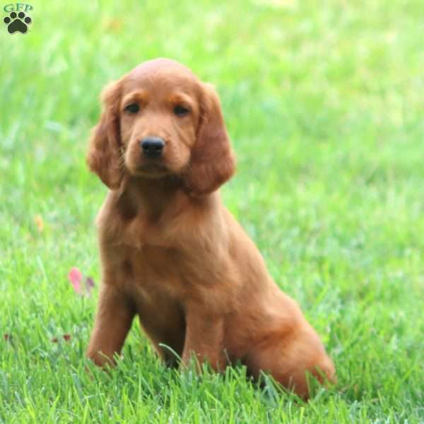 Ava, Irish Setter Puppy