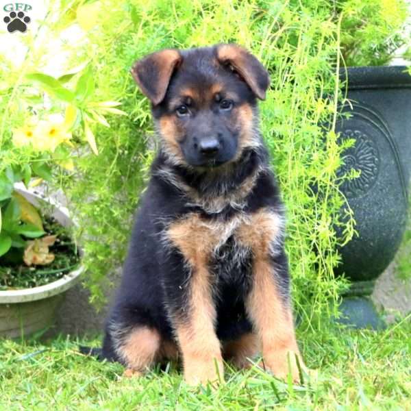 Ava, German Shepherd Puppy