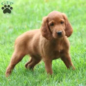 Ava, Irish Setter Puppy