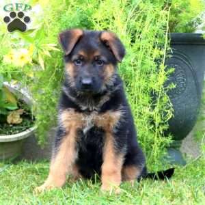 Ava, German Shepherd Puppy