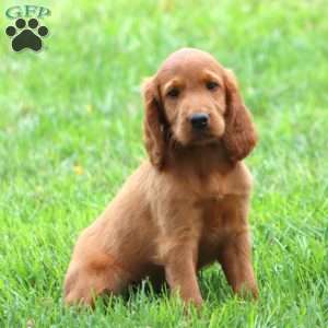 Ava, Irish Setter Puppy
