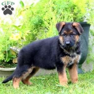 Ava, German Shepherd Puppy