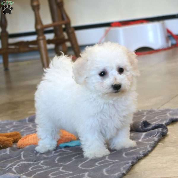 Avalon, Bichon Frise Puppy