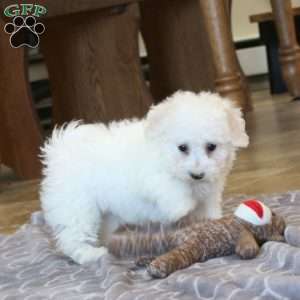 Avalon, Bichon Frise Puppy