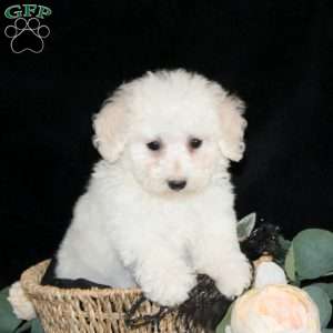 Avalon, Bichon Frise Puppy