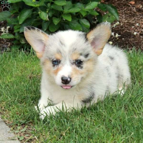 Avery, Pembroke Welsh Corgi Puppy