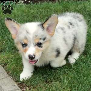 Avery, Pembroke Welsh Corgi Puppy