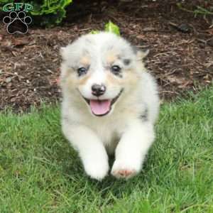 Avery, Pembroke Welsh Corgi Puppy