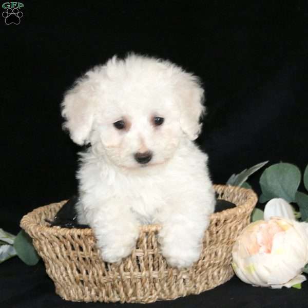 Avery, Bichon Frise Puppy