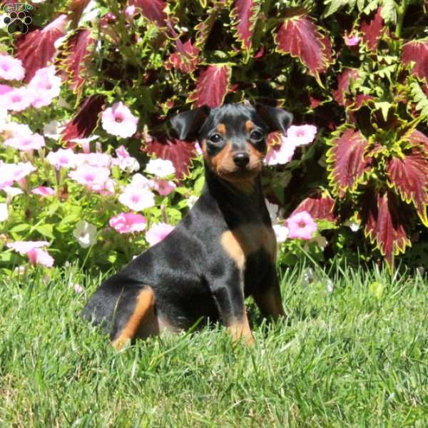 Avril, Miniature Pinscher Puppy