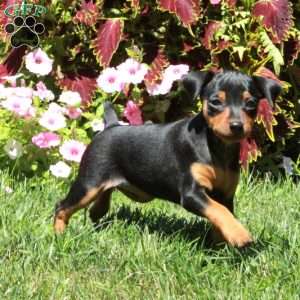 Avril, Miniature Pinscher Puppy