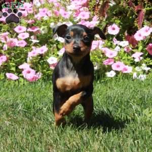 Avril, Miniature Pinscher Puppy