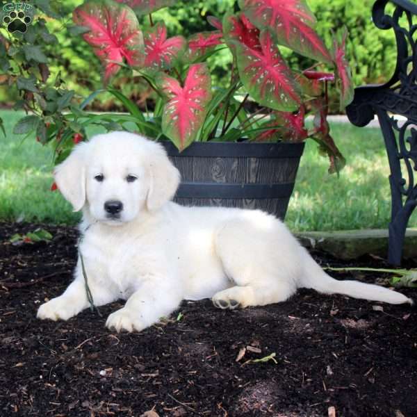 Axel, English Cream Golden Retriever Puppy