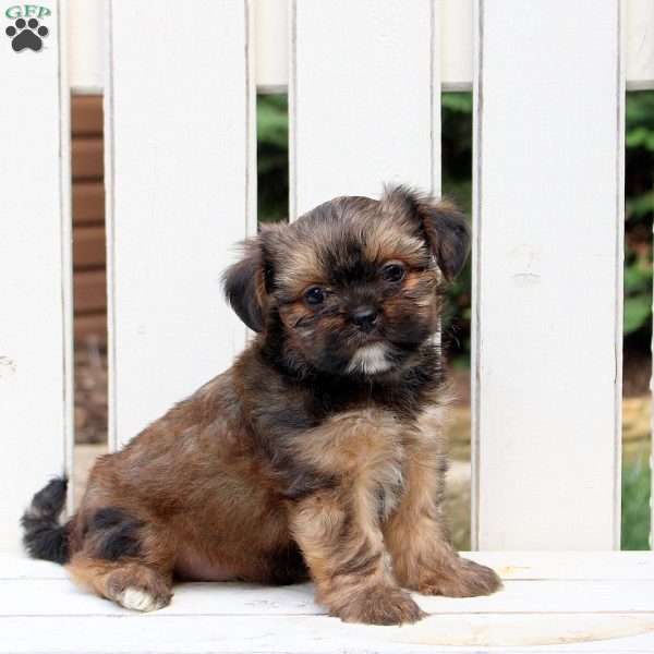 Axel, Shorkie Puppy