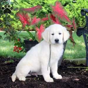 Axel, English Cream Golden Retriever Puppy