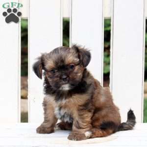 Axel, Shorkie Puppy