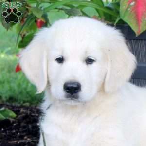 Axel, English Cream Golden Retriever Puppy