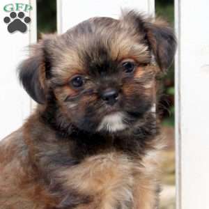 Axel, Shorkie Puppy