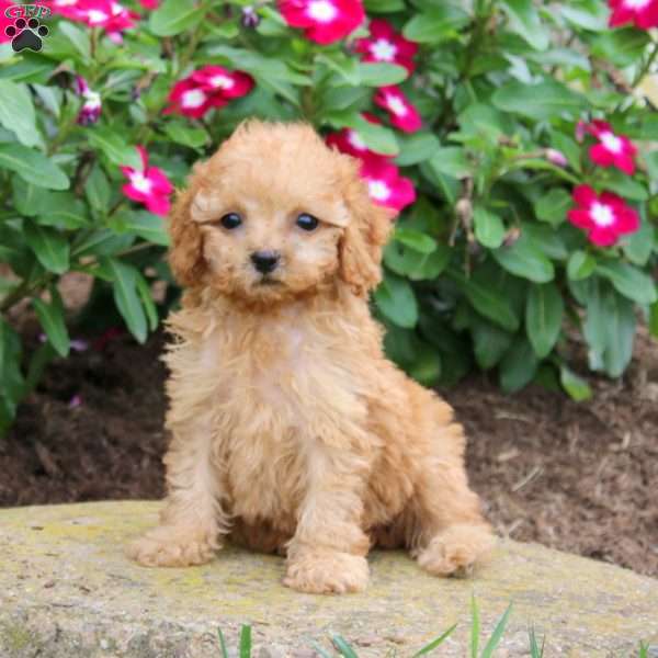 Axel, Miniature Poodle Puppy