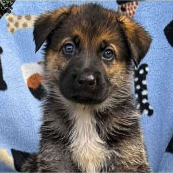 BOBBY, German Shepherd Puppy