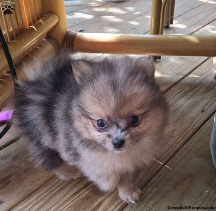 Pomeranian (Pomeranian, Male) in Columbia, PA