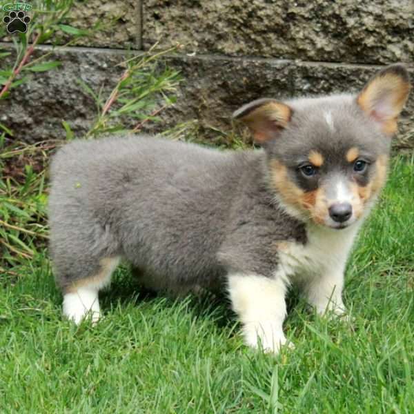 Bailey, Pembroke Welsh Corgi Puppy