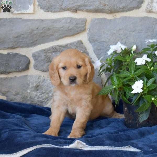 Bailey, Miniature Golden Retriever Puppy