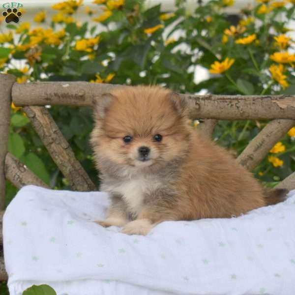 Bailey, Pomeranian Puppy