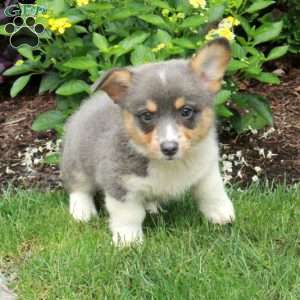 Bailey, Pembroke Welsh Corgi Puppy