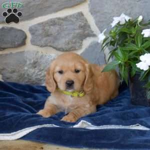 Bailey, Miniature Golden Retriever Puppy