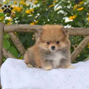Bailey, Pomeranian Puppy