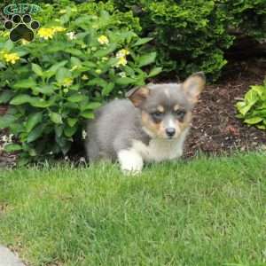 Bailey, Pembroke Welsh Corgi Puppy