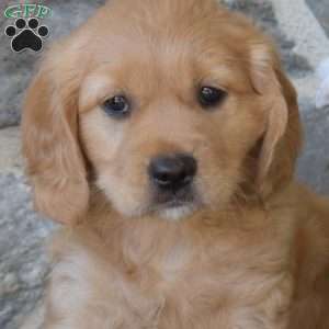 Bailey, Miniature Golden Retriever Puppy