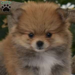 Bailey, Pomeranian Puppy
