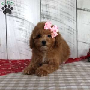 Bailey, Toy Poodle Puppy