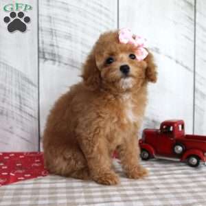 Bailey, Toy Poodle Puppy