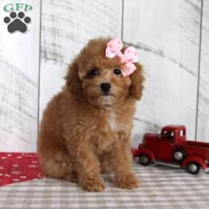 Bailey, Toy Poodle Puppy