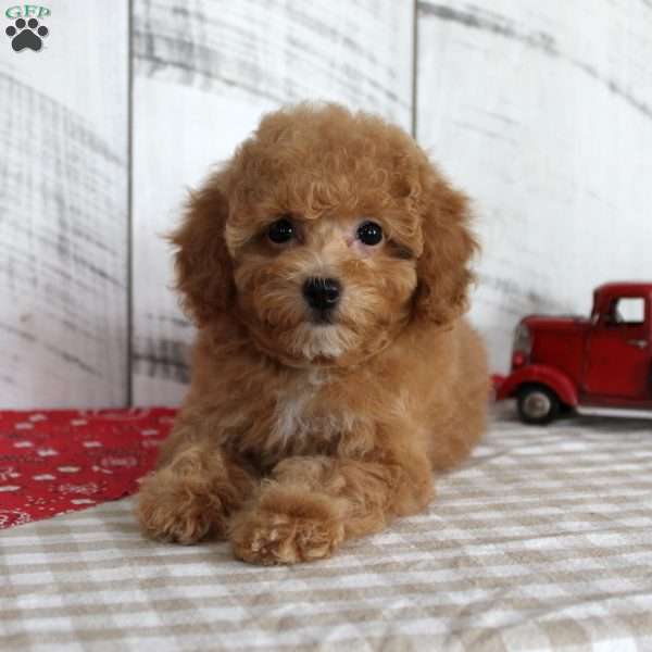 Bailey, Toy Poodle Puppy