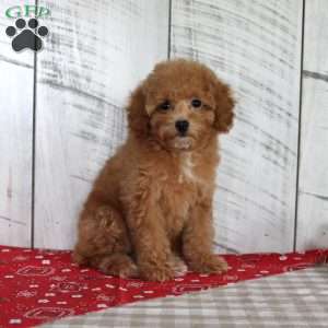 Bailey, Toy Poodle Puppy