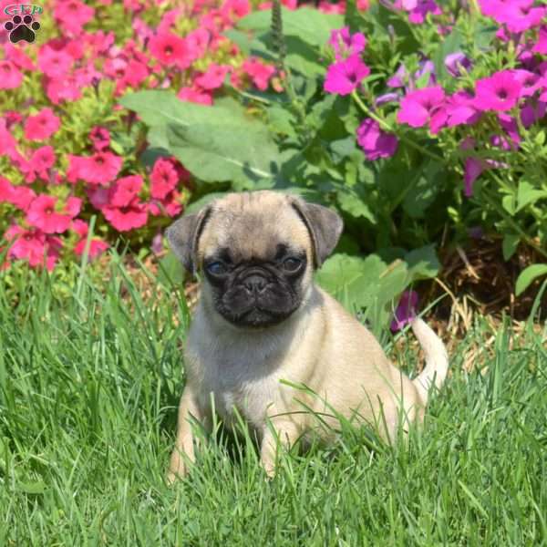 Bandit, Pug Puppy
