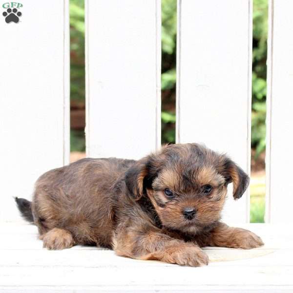 Bandit, Shorkie Puppy