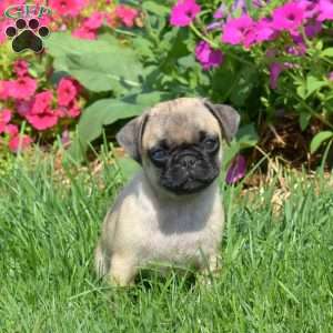 Bandit, Pug Puppy