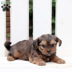 Bandit, Shorkie Puppy