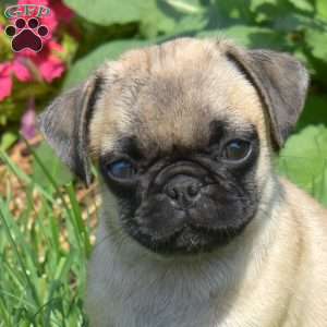 Bandit, Pug Puppy