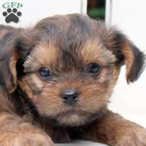 Bandit, Shorkie Puppy