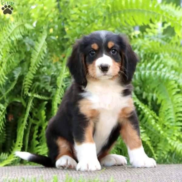 Bandit, Miniature Bernese Mountain Dog Puppy