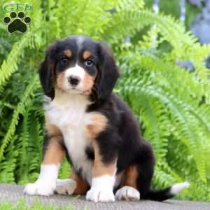 Bandit, Miniature Bernese Mountain Dog Puppy